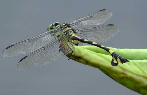 蜻蜓能活多长时间（蜻蜓能活多长时间?）