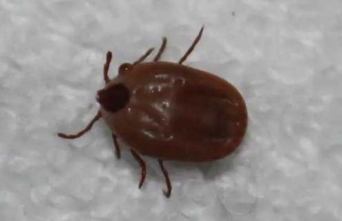 蜱虫的天敌是什么（牛蜱虫的天敌）