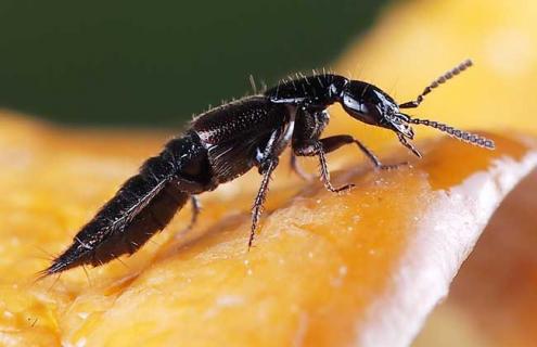 隐翅虫真的有毒吗（隐翅虫有无毒的吗）