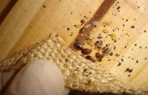 什么药杀臭虫最好（什么药杀臭虫最好使）