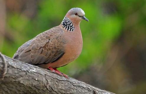 斑鸠一年繁殖几窝（人工养殖斑鸠一年繁殖几窝）