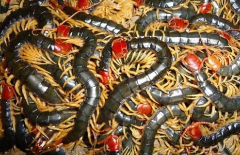 被蜈蚣咬了会怎么样（被蜈蚣咬了会怎么样图片）