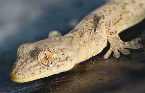 壁虎是益虫还是害虫 壁虎是益虫还是害虫的短视频