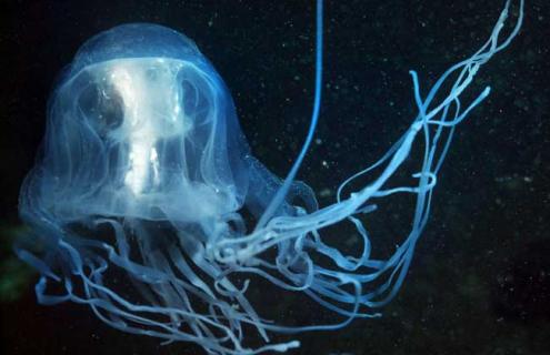 水母吃什么食物 桃花水母吃什么食物