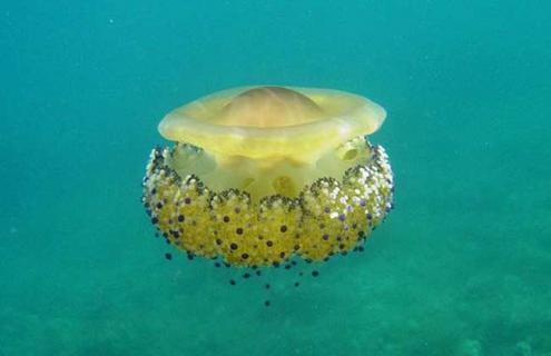 蛋黄水母蛰了有毒吗 被无毒水母蛰了会怎么样