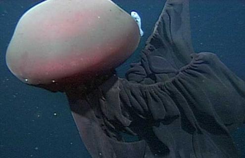 冥河水母长什么样子（冥河水母资料和图片）