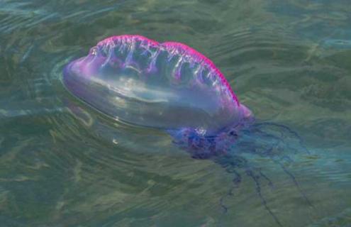 僧帽水母真的有剧毒吗（僧帽水母为什么有毒）