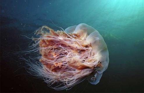 狮鬃水母到底有多大（狮鬃毛是什么水母）