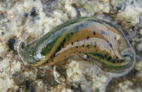 水蛭养殖能赚钱吗（水蛭的养殖成本高吗）