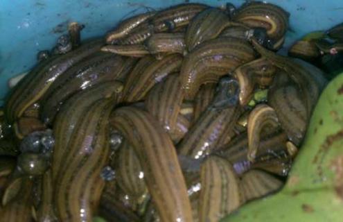 水蛭网箱养殖技术 水蛭网箱养殖技术2017