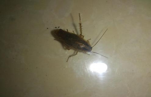 人工养殖蟑螂的技术 蟑螂 养殖