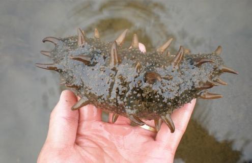 海参养殖的注意事项(海参养殖问题)