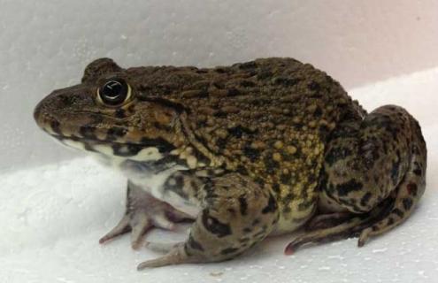 田鸡最新高产养殖技术(养殖田鸡好养殖视频)