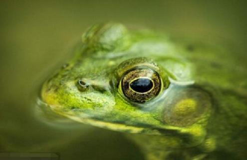 石蛙最新高产人工养殖技术（石蛙养殖 生态养殖）