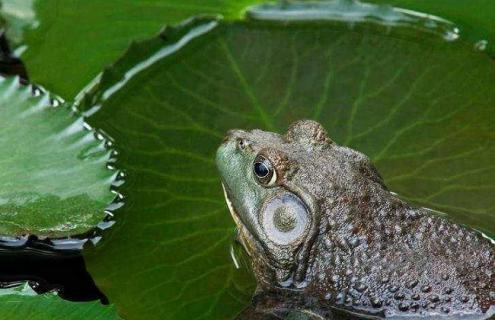 牛蛙的养殖技术 牛蛙的养殖技术怎么样啊