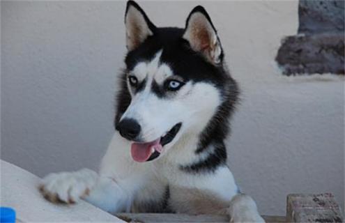 哈士奇如何人工饲养 哈士奇如何驯养