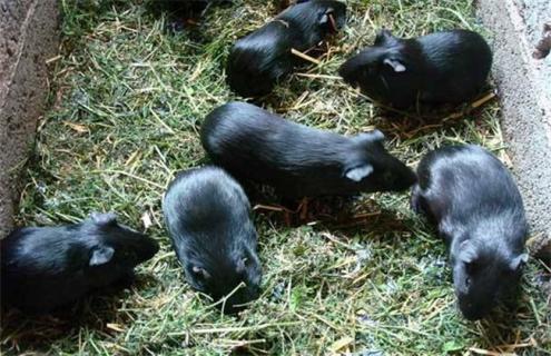 黑豚养殖的成本和利润分析 黑豚鼠养殖的市场前景