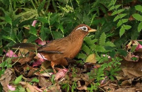 画眉鸟饲料的最佳配方介绍（画眉鸟的饲料怎么配）