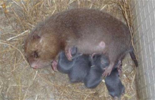 竹鼠会吃幼崽的原因及解决方法 竹鼠不带崽是怎么回事