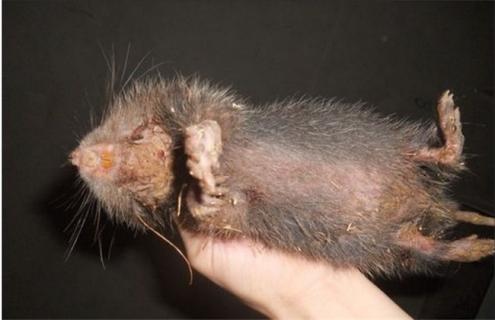 竹鼠打架的原因和解决方法（这只竹鼠打架受了内伤）