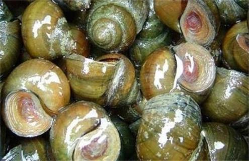 田螺养殖怎么产量高(养殖田螺亩产量)