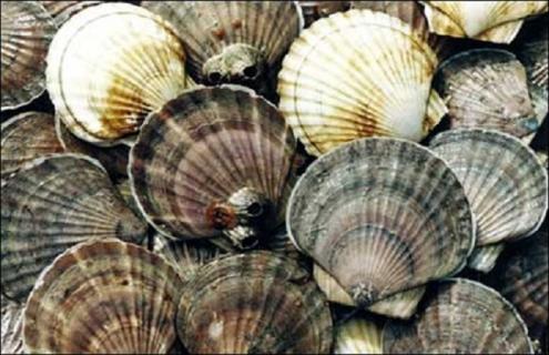 扇贝科学人工养殖技术（扇贝的养殖技术）