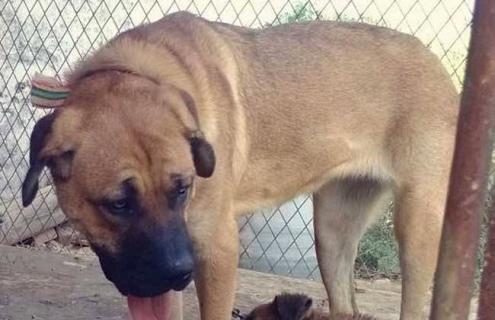 肉狗养殖的注意事项 养肉狗需要注意的事项