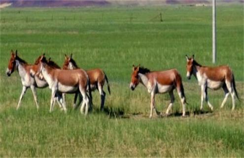 什么品种的驴最好(什么样的驴品种最好)