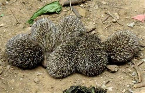 刺猬养殖注意事项 刺猬饲养注意事项