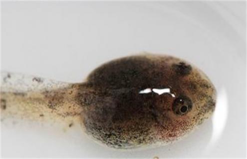 牛蛙常见病害及防治方法 牛蛙有那些病害