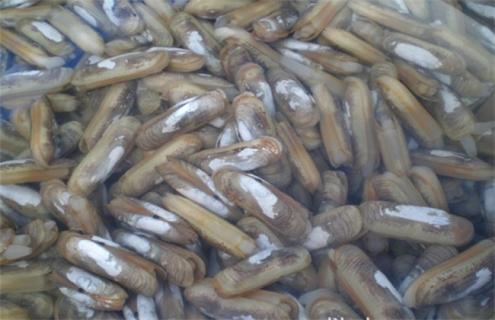 蛏子养殖常见疾病防治方法 养殖缢蛏的疾病