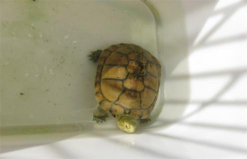 养殖黄喉拟水龟的注意事项（黄喉拟水龟冬季饲养注意事项）