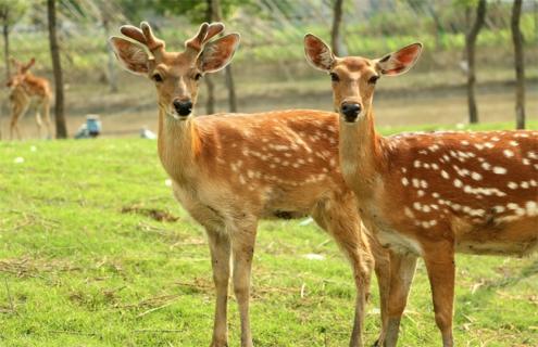 梅花鹿该怎么养殖（梅花鹿养殖经验）