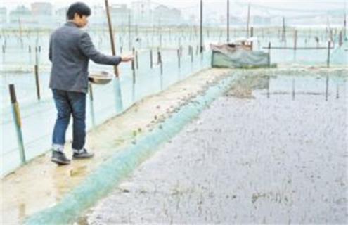 牛蛙越冬注意事项 牛蛙怎样越冬