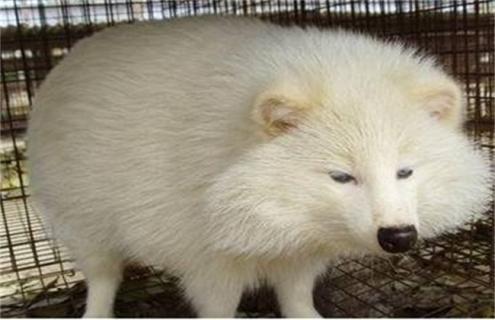 狐狸养殖方向(狐狸养殖繁殖技术)