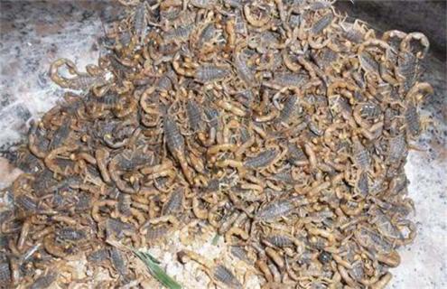 蝎子常见病虫害防治方法 蝎子的病害怎样预防