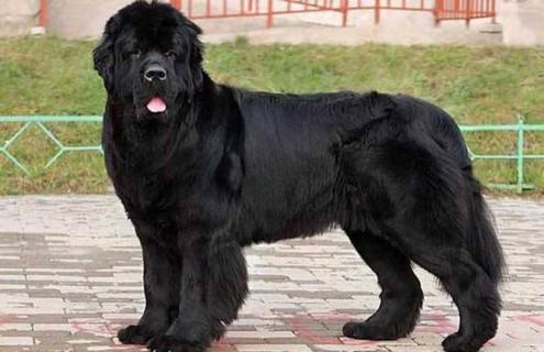 肉狗养殖什么品种好 适合做肉狗的品种