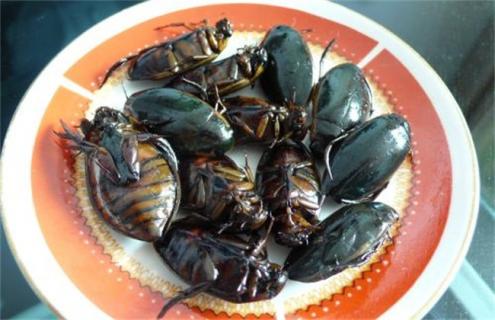 龙虱该怎么养殖 龙虱怎样养殖