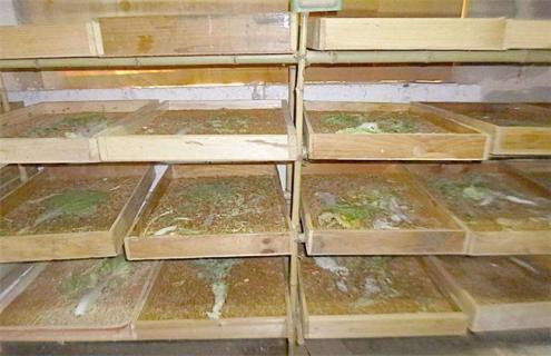 黄粉虫养殖条件要求（黄粉虫饲养条件）