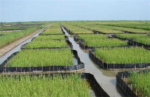 田螺养殖注意事项 观赏田螺如何养