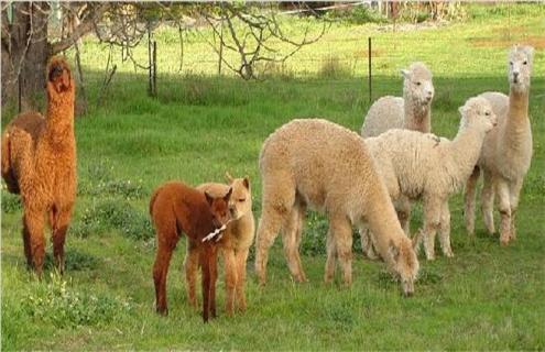 羊驼养殖的方向 羊驼适合什么地方养殖