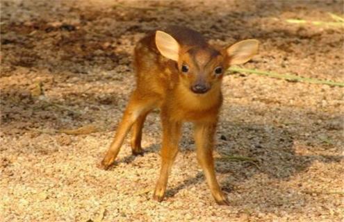 梅花鹿的幼崽管理 梅花鹿 幼崽