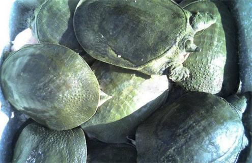 甲鱼越冬的方法（甲鱼如何越冬）