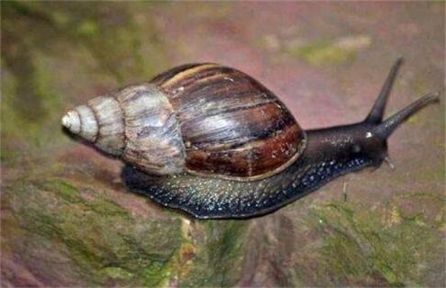 福寿螺养殖技术 福寿螺人工养殖