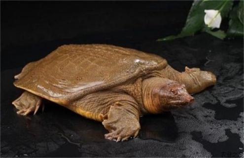 甲鱼越冬后死亡的原因及预防方法 甲鱼冬眠死亡