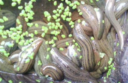 水蛭养殖的注意事项（水蛭养殖最大的困难讲解）