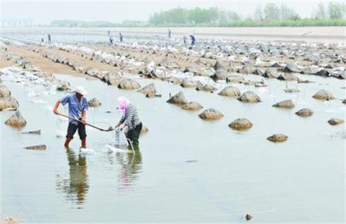 海参越冬期管理技术(人参越冬的管理技术)