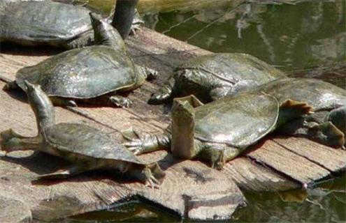 甲鱼人工养殖技术 人工养殖甲鱼怎么养殖