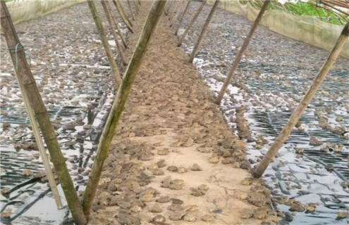 幼蛙的饲养管理（青蛙的饲养和管理）