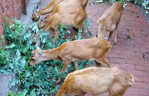 狍子的养殖方法（狍子饲养技术）